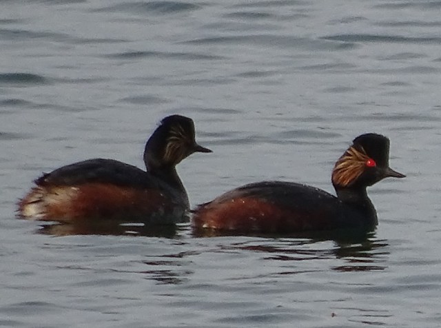 Sortie Oiseaux en Vallée de l'Aisne de Soupir (02160) à Cuiry-lès-Chaudardes (02160)